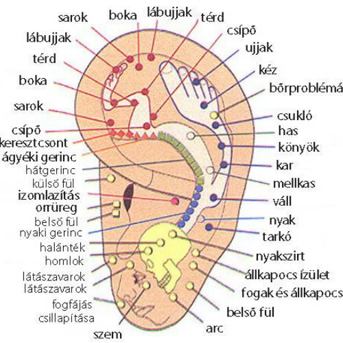 Fülakupunktúra